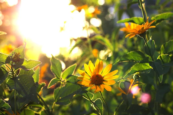 Fiori giallo-arancio al tramonto. Simile a fiori di margherita su uno sfondo sfocato con bokeh. — Foto Stock