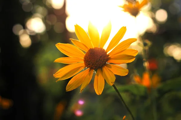 Orange-yellow flowers at sunset. Similar to daisy flowers on a blurred background with bokeh. — Stock Photo, Image