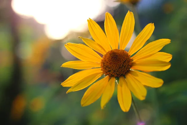 Orangefarbene Blüten bei Sonnenuntergang. Ähnlich wie Gänseblümchen auf verschwommenem Hintergrund mit Bokeh. — Stockfoto