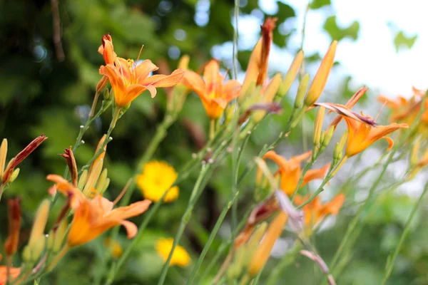 Yeşil bulanık arka planda turuncu-sarı zambaklar. Gün batımında güzel çiçek açan çiçekler — Stok fotoğraf