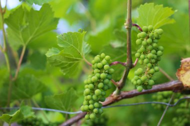 sarmaşıklar üzerinde asılı üzüm olgunlaşma. Bağda hasat