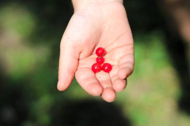 üzerinde kırmızı frenk üzümü meyveleri ile çocuk uzanmış palmiye