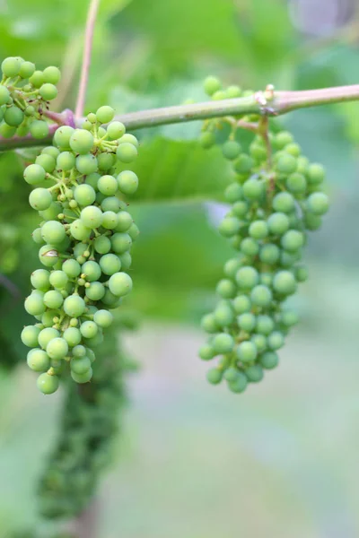 Dojrzewanie winogron wiszących na winorośli. Żniwa w winnicy — Zdjęcie stockowe