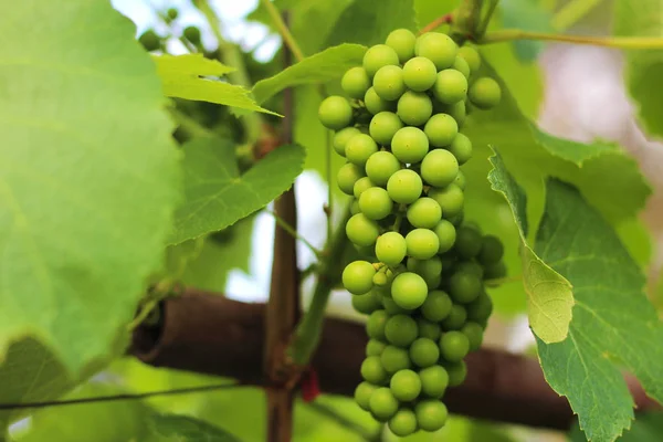 Die reifen Trauben hängen an den Reben. Weinlese im Weinberg — Stockfoto