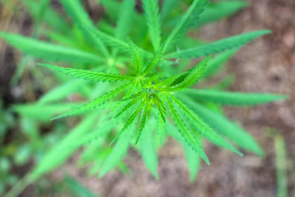 Cerca de marihuana arbusto vista superior — Foto de Stock