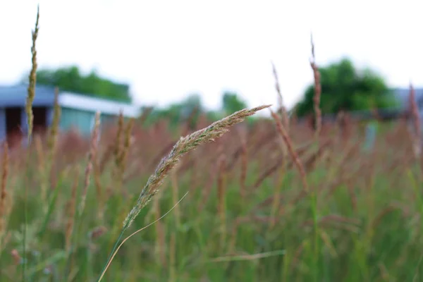 Eenzame Spica op de achtergrond van anderen. Oekraïens wildveld landschap foto — Stockfoto