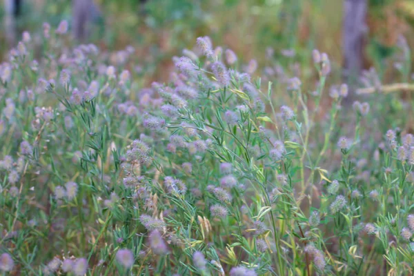 紫色の野生の花の茂み。野生の野原に美しい丸い花 — ストック写真