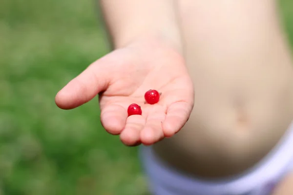 빨간 건포도 열매가달린 아이들의 뻗은 손바닥 — 스톡 사진
