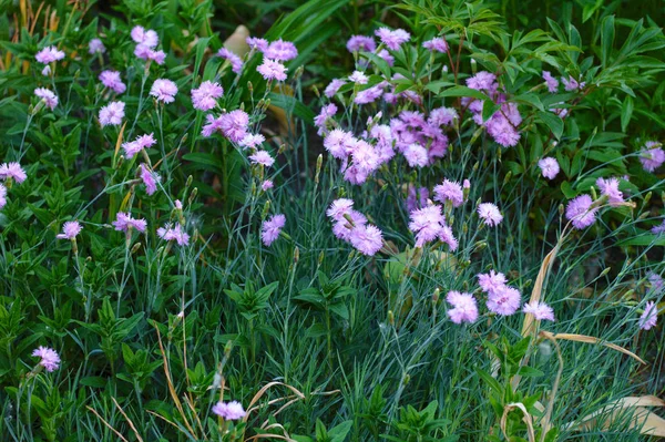 濃い緑の草の上にピンクの野生の花 — ストック写真