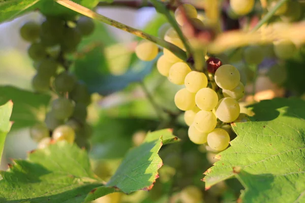 Reife weiße Trauben hängen an der Rebe. Ernte des zukünftigen Weißweins im Weinberg bei Sonnenschein — Stockfoto