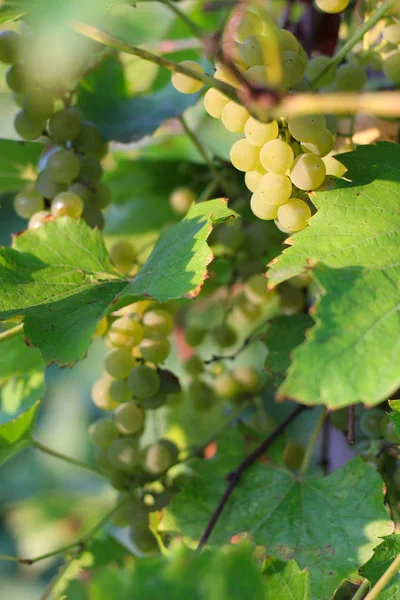 Rijpe witte druiven hangen op de wijnstok. Oogst van toekomstige witte wijn in de wijngaard in de zon — Stockfoto