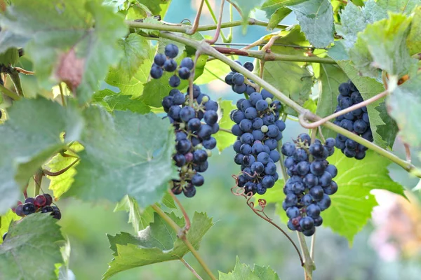 Reife dunkle Trauben hängen an der Rebe. Ernte des zukünftigen Rotweins im Weinberg bei Sonnenschein — Stockfoto