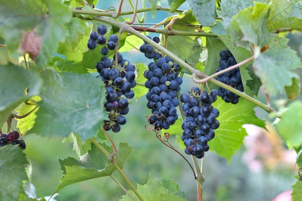 Reife dunkle Trauben hängen an der Rebe. Ernte des zukünftigen Rotweins im Weinberg bei Sonnenschein — Stockfoto