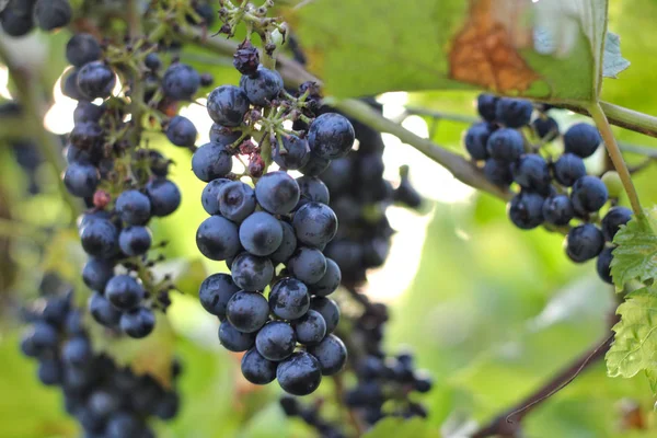 Uva matura scura appesa alla vite. Vendemmia del futuro vino rosso in vigna al sole — Foto Stock