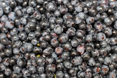 şarap yapma sürecinden önce ayrılmış üzüm meyveleri.