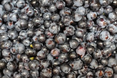 şarap yapma sürecinden önce ayrılmış üzüm meyveleri.