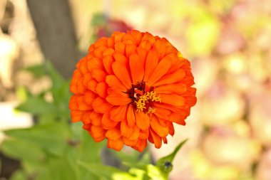 bulanık yapraklarıbir arka plan üzerinde küresel turuncu çiçek