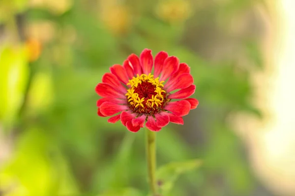 ぼやけた緑の葉の背景に黄色のコアを持つ赤い花 — ストック写真