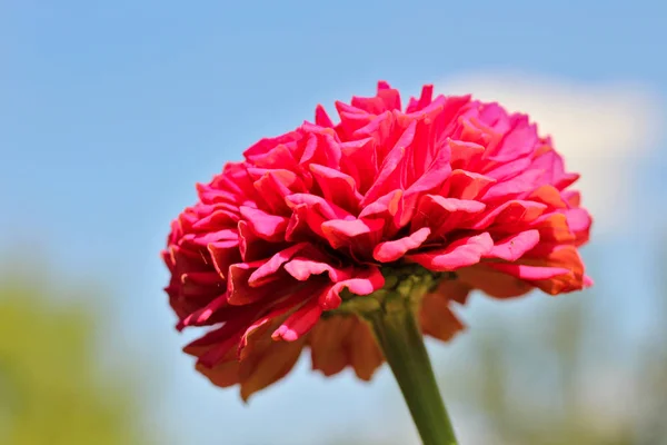 Fiore rosa sferico su uno sfondo di cielo sfocato — Foto Stock