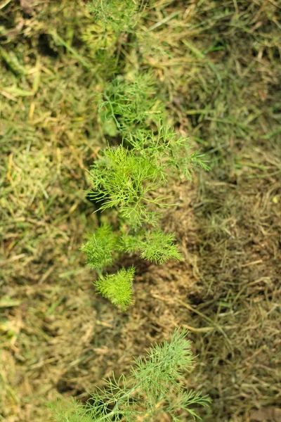 Jonge dille plant breekt door de mulch — Stockfoto