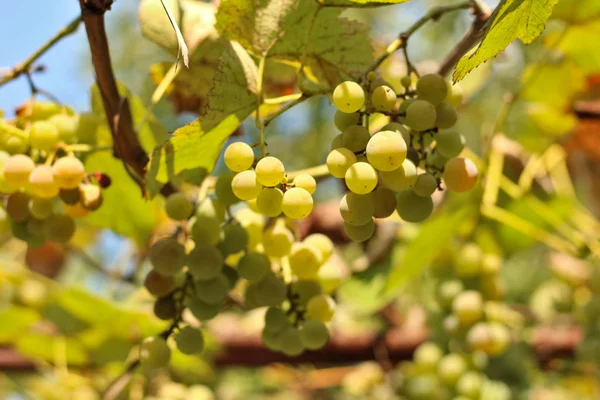 Érett fehér szőlő lóg a szőlő. A jövőbeni fehérbor betakarása a kertben, a napsütésben — Stock Fotó