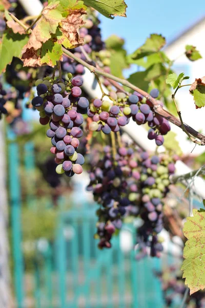 Dojrzałe ciemne winogrona wiszące na winorośli. Żniwa przyszłego czerwonego wina w winnicy w słońcu — Zdjęcie stockowe