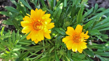 yeşil yaprakların bir arka plan üzerinde sarı papatya gibi çiçekler. Üstte görüntü