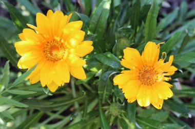 yeşil yaprakların bir arka plan üzerinde sarı papatya gibi çiçekler. Üstte görüntü