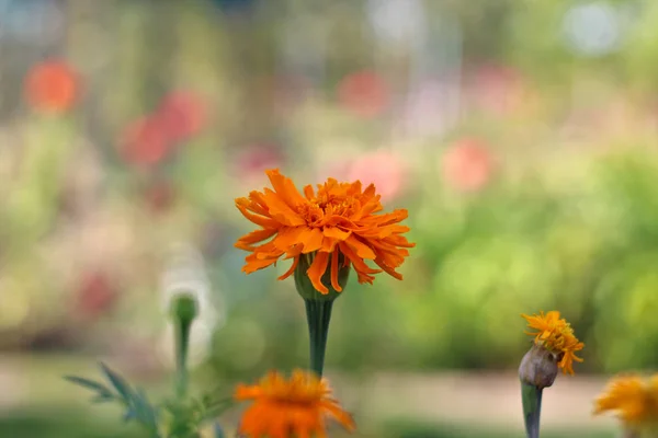 Fiore sferico arancione su uno sfondo di fogliame sfocato — Foto Stock