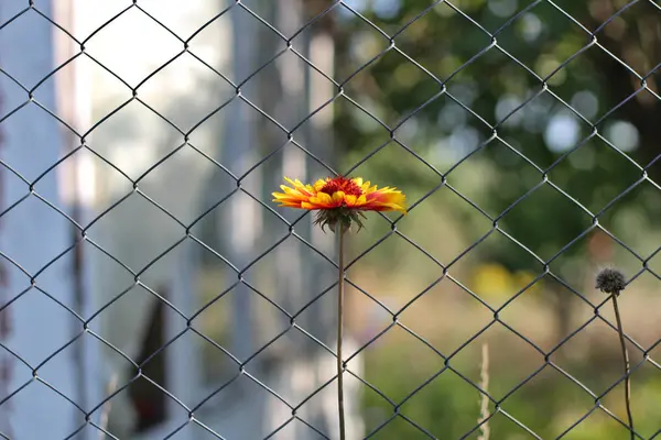 Fiore arancio solitario su un lungo gambo contro una recinzione a rete sfocata — Foto Stock