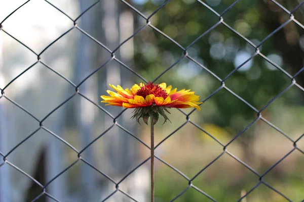 Fiore arancio solitario su un lungo gambo contro una recinzione a rete sfocata — Foto Stock