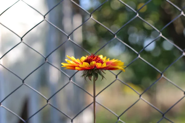 Fiore arancio solitario su un lungo gambo contro una recinzione a rete sfocata — Foto Stock