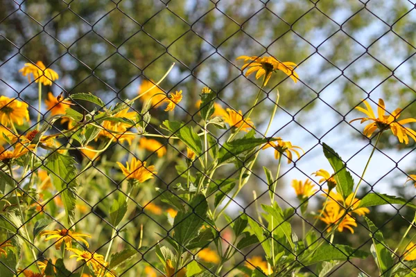 bulanık bir örgü çit karşı uzun bir sap üzerinde yalnız turuncu çiçek