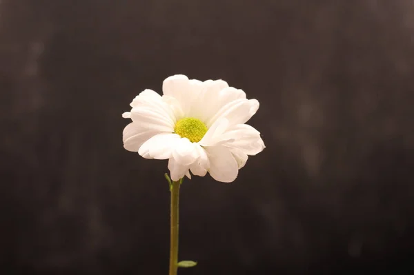 Solitario fiore di crisantemo isolato su sfondo scuro — Foto Stock