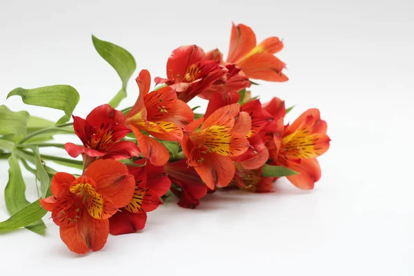 Bouquet of fiery yellow-red flowers isolated on a white background — Stock Photo, Image