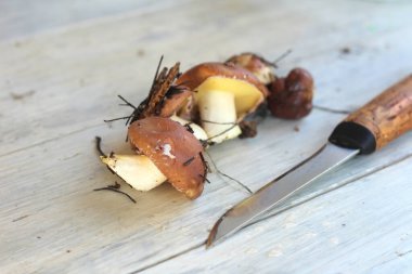 Suillus mantarı. Bir kucak dolusu kirli, soyulmamış, tereyağı mantarı masada bıçakla..