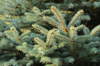 Kısa iğneli Noel ağacı dalları. Güzel doku arkaplanı