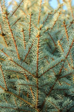 Kısa iğneli Noel ağacı dalları. Güzel doku arkaplanı