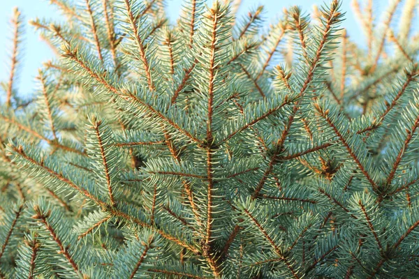 Weihnachtsbaumzweige mit kurzen Nadeln. schöne Textur Hintergrund — Stockfoto