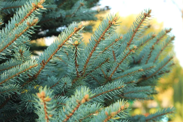 Christmas tree branches with short needles. Beautiful texture background — Stock Photo, Image