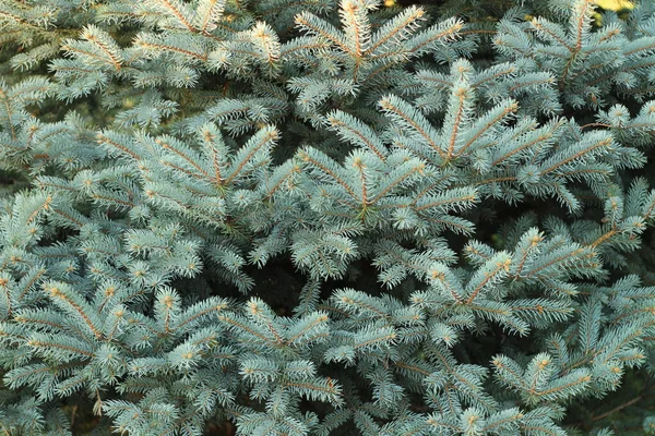 Rami di albero di Natale con aghi corti. Bella texture sfondo — Foto Stock