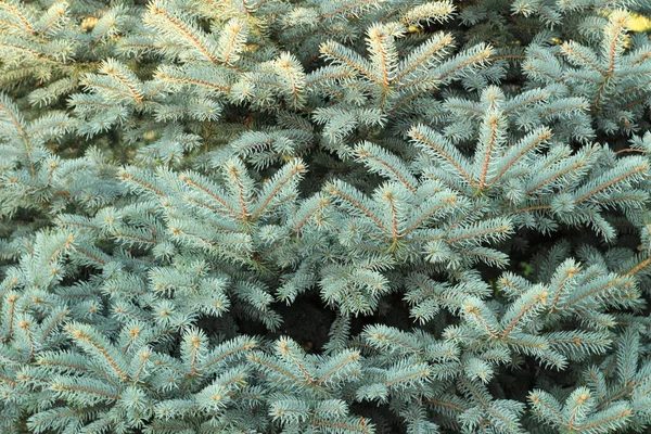 Christmas tree branches with short needles. Beautiful texture background — Stock Photo, Image