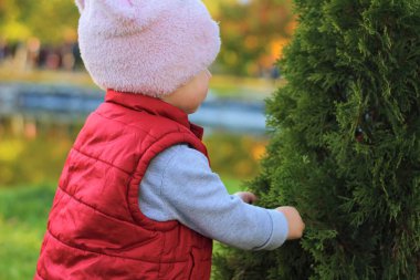 Pembe şapkalı ve kırmızı yelekli küçük bir çocuk sonbahar parkında thuja 'ya sarılıyor. Güzel sonbahar açık havada güneşli bir gün.