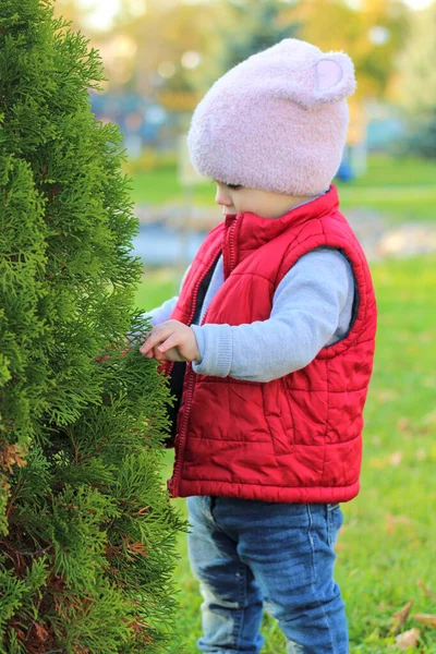 Un niño pequeño con un sombrero rosado esponjoso y un chaleco rojo abraza a thuja en el parque de otoño. Hermoso otoño día soleado al aire libre . — Foto de Stock