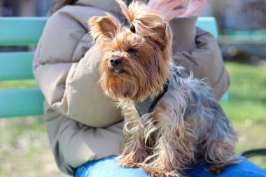 Uzun saçlı Yorkshire Teriyeri parktaki bankın sahibinin ayağında oturuyor.