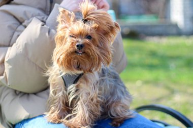 Küçük kızıl York sahibinin ayağını kokluyor. Yürüyüşe çıkmış güzel köpek..