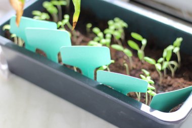 Topraklı bir kabın içinde yeşil fideler ve yazıtlar pencere pervazında duruyor. Lahana yetiştirme süreci