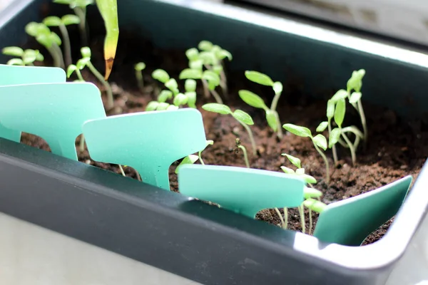 Green Seedlings Container Soil Signs Inscriptions Stands Windowsill Process Growing — Stock Photo, Image