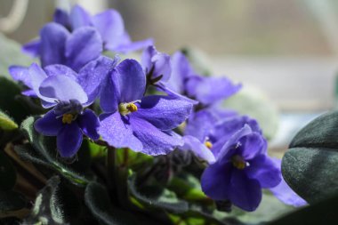 Pencere kenarında güzel bir menekşe saksısı