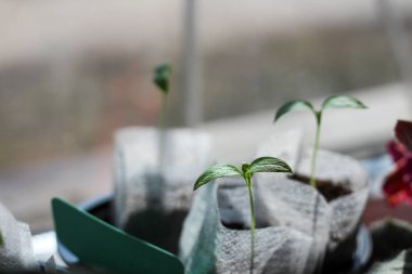 Pencere kenarında fidanlar olan bir tencerede isim levhası